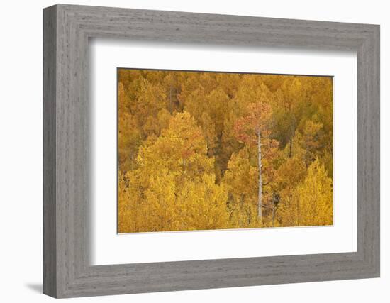 Yellow and Orange Aspen in the Fall, Uncompahgre National Forest, Colorado, U.S.A.-James Hager-Framed Photographic Print