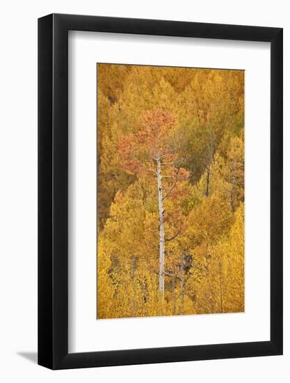 Yellow and Orange Aspen in the Fall, Uncompahgre National Forest, Colorado, U.S.A.-James Hager-Framed Photographic Print