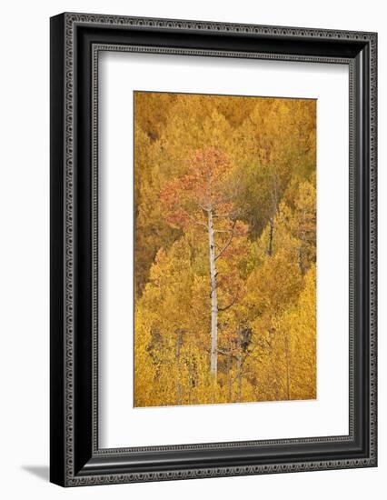 Yellow and Orange Aspen in the Fall, Uncompahgre National Forest, Colorado, U.S.A.-James Hager-Framed Photographic Print