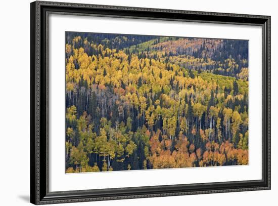 Yellow and Orange Hillside of Aspen in the Fall, Uncompahgre National Forest, Colorado, Usa-James Hager-Framed Photographic Print