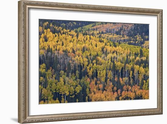 Yellow and Orange Hillside of Aspen in the Fall, Uncompahgre National Forest, Colorado, Usa-James Hager-Framed Photographic Print