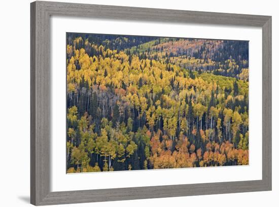 Yellow and Orange Hillside of Aspen in the Fall, Uncompahgre National Forest, Colorado, Usa-James Hager-Framed Photographic Print