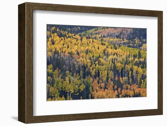 Yellow and Orange Hillside of Aspen in the Fall, Uncompahgre National Forest, Colorado, Usa-James Hager-Framed Photographic Print