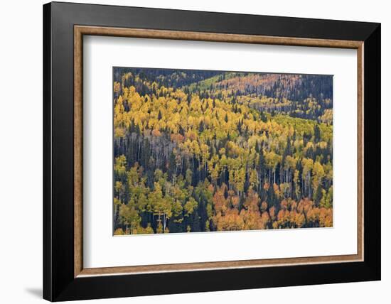 Yellow and Orange Hillside of Aspen in the Fall, Uncompahgre National Forest, Colorado, Usa-James Hager-Framed Photographic Print