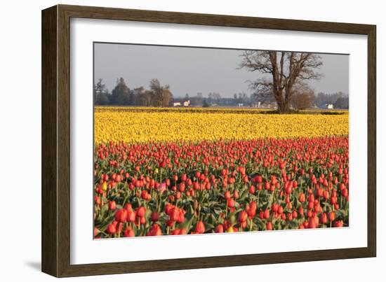 Yellow and Orange Tulips I-Dana Styber-Framed Photographic Print