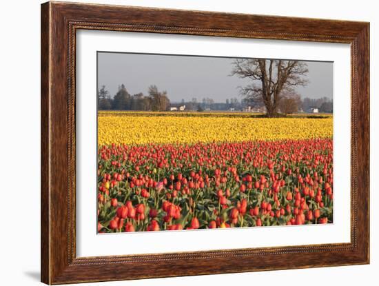 Yellow and Orange Tulips I-Dana Styber-Framed Photographic Print