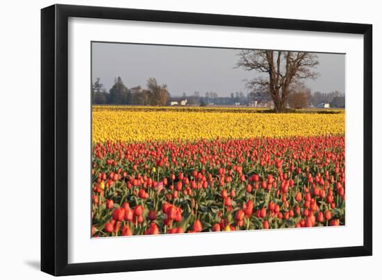 Yellow and Orange Tulips I-Dana Styber-Framed Photographic Print