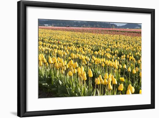 Yellow and Orange Tulips II-Dana Styber-Framed Photographic Print