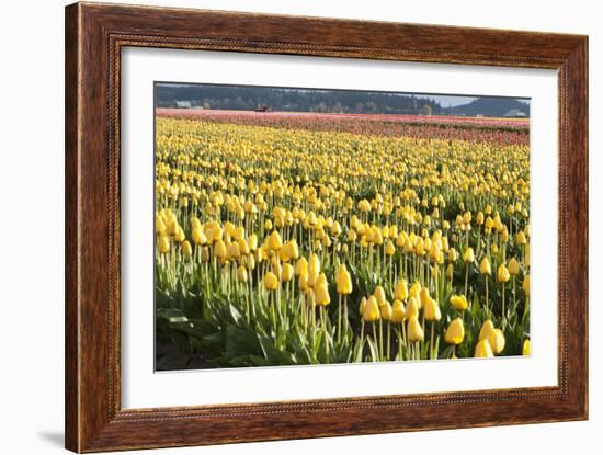 Yellow and Orange Tulips II-Dana Styber-Framed Photographic Print