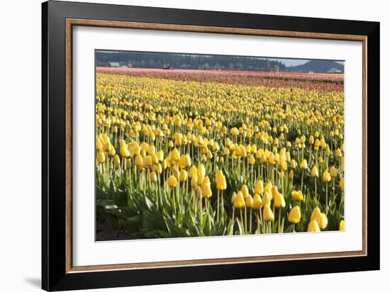 Yellow and Orange Tulips II-Dana Styber-Framed Photographic Print