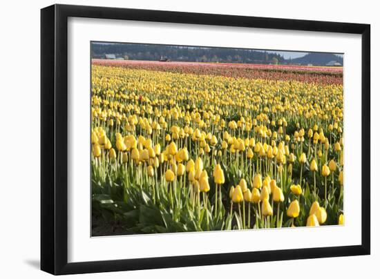 Yellow and Orange Tulips II-Dana Styber-Framed Photographic Print