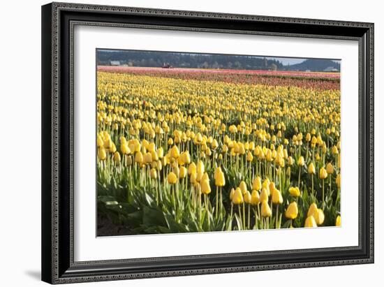 Yellow and Orange Tulips II-Dana Styber-Framed Photographic Print