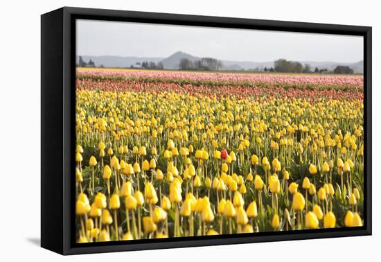 Yellow and Orange Tulips III-Dana Styber-Framed Premier Image Canvas