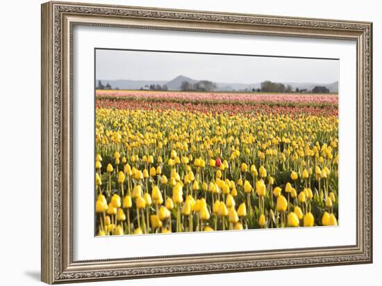 Yellow and Orange Tulips III-Dana Styber-Framed Photographic Print