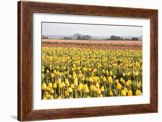 Yellow and Orange Tulips III-Dana Styber-Framed Photographic Print