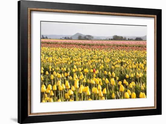 Yellow and Orange Tulips III-Dana Styber-Framed Photographic Print