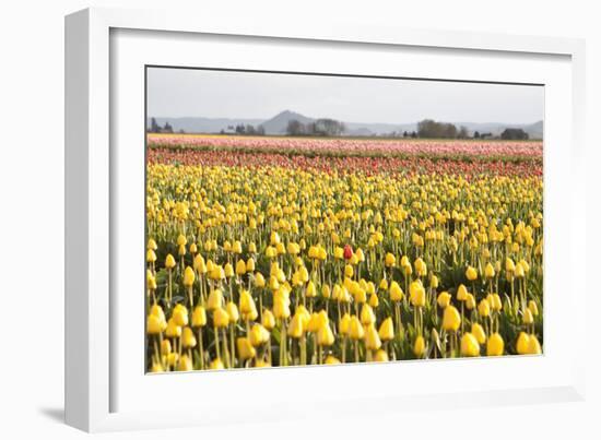 Yellow and Orange Tulips III-Dana Styber-Framed Photographic Print