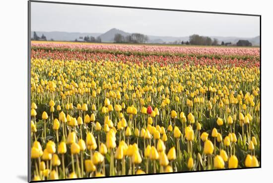 Yellow and Orange Tulips III-Dana Styber-Mounted Photographic Print