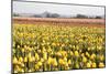 Yellow and Orange Tulips III-Dana Styber-Mounted Photographic Print