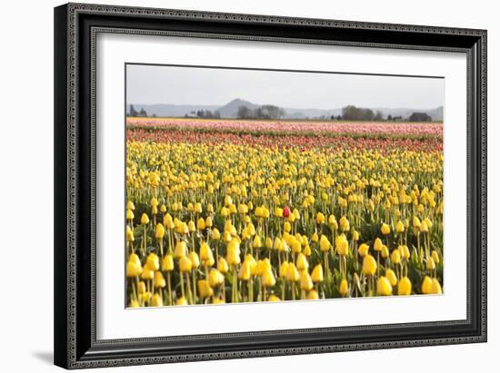 Yellow and Orange Tulips III-Dana Styber-Framed Photographic Print