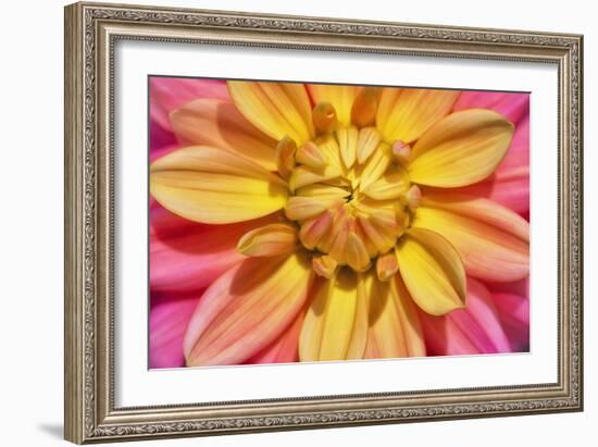 Yellow And Pink Dahlia Flower-Cora Niele-Framed Giclee Print