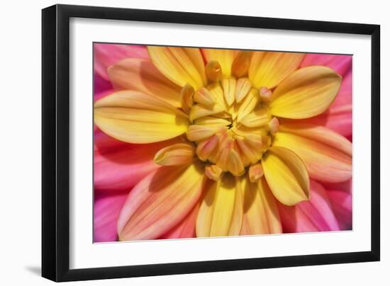 Yellow And Pink Dahlia Flower-Cora Niele-Framed Giclee Print