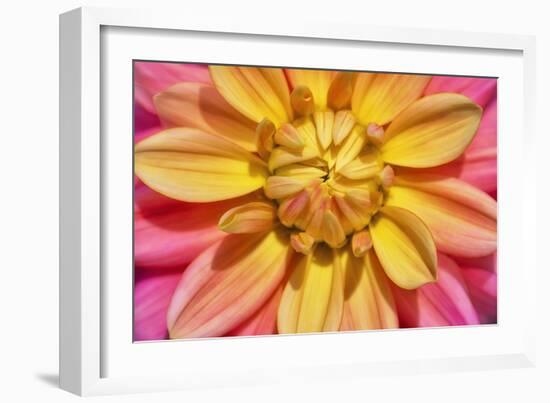 Yellow And Pink Dahlia Flower-Cora Niele-Framed Giclee Print