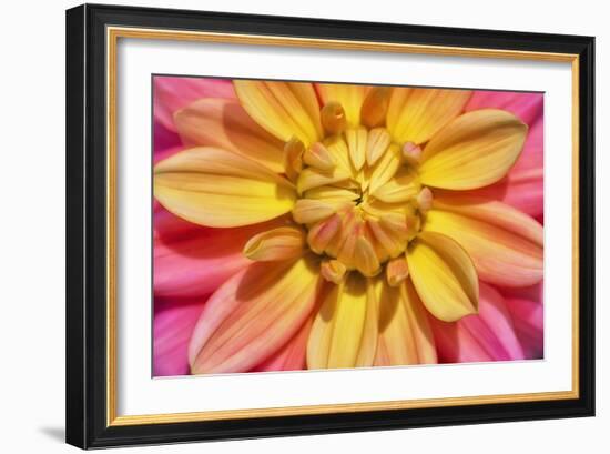 Yellow And Pink Dahlia Flower-Cora Niele-Framed Giclee Print