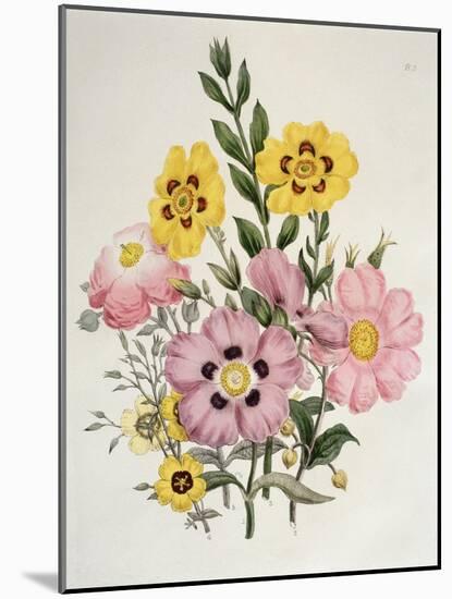 Yellow and Pink Mixed Flowers-Edward Burne-Jones-Mounted Giclee Print