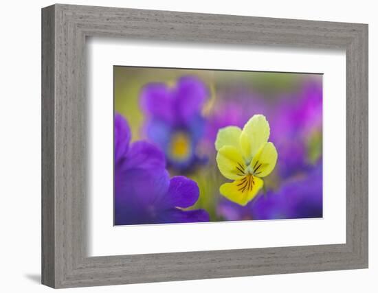 Yellow and purple forms of Mountain Pansy, UK-Alex Hyde-Framed Photographic Print