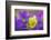 Yellow and purple forms of Mountain Pansy, UK-Alex Hyde-Framed Photographic Print