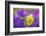 Yellow and purple forms of Mountain Pansy, UK-Alex Hyde-Framed Photographic Print