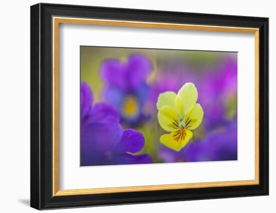 Yellow and purple forms of Mountain Pansy, UK-Alex Hyde-Framed Photographic Print