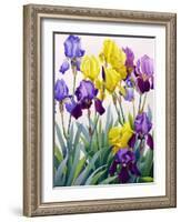 Yellow and Purple Irises-Christopher Ryland-Framed Giclee Print