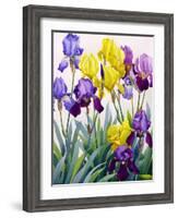 Yellow and Purple Irises-Christopher Ryland-Framed Giclee Print