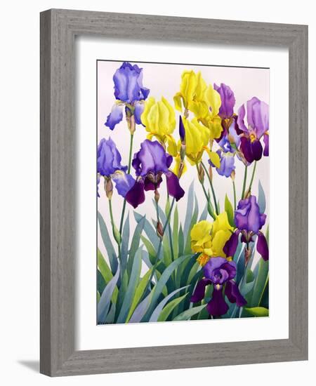 Yellow and Purple Irises-Christopher Ryland-Framed Giclee Print