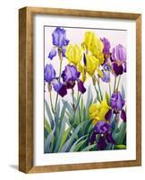 Yellow and Purple Irises-Christopher Ryland-Framed Giclee Print
