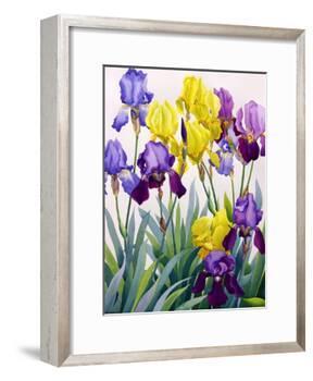 Yellow and Purple Irises-Christopher Ryland-Framed Giclee Print