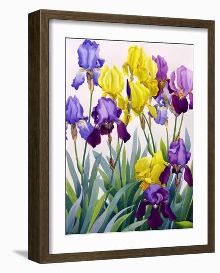 Yellow and Purple Irises-Christopher Ryland-Framed Giclee Print