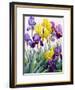 Yellow and Purple Irises-Christopher Ryland-Framed Giclee Print