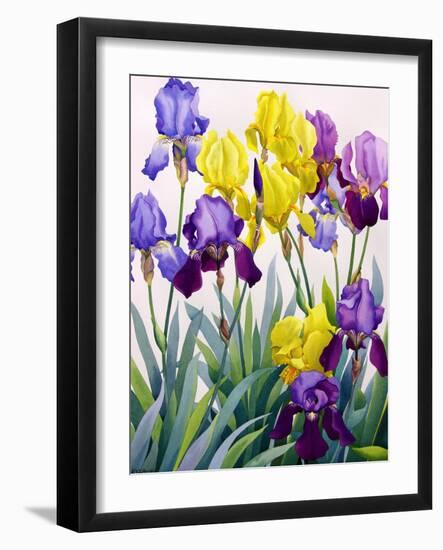 Yellow and Purple Irises-Christopher Ryland-Framed Giclee Print