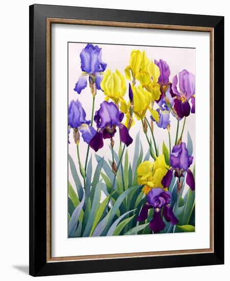 Yellow and Purple Irises-Christopher Ryland-Framed Giclee Print