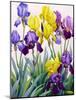 Yellow and Purple Irises-Christopher Ryland-Mounted Giclee Print