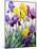 Yellow and Purple Irises-Christopher Ryland-Mounted Giclee Print