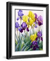 Yellow and Purple Irises-Christopher Ryland-Framed Giclee Print
