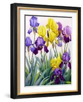 Yellow and Purple Irises-Christopher Ryland-Framed Giclee Print