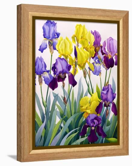 Yellow and Purple Irises-Christopher Ryland-Framed Premier Image Canvas