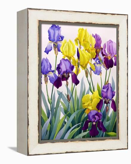 Yellow and Purple Irises-Christopher Ryland-Framed Premier Image Canvas