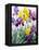 Yellow and Purple Irises-Christopher Ryland-Framed Premier Image Canvas