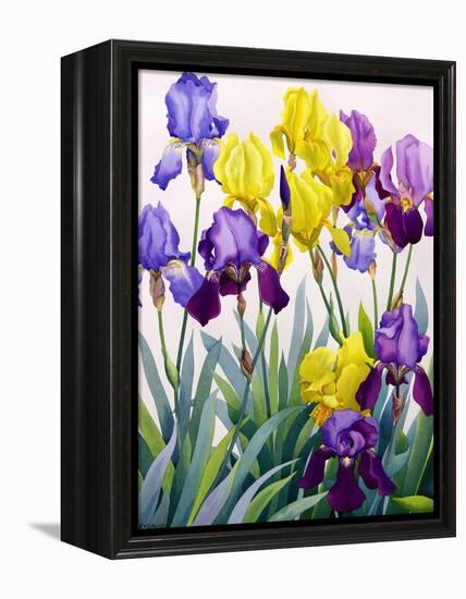 Yellow and Purple Irises-Christopher Ryland-Framed Premier Image Canvas